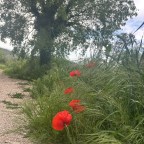 Stärke des Herzens / Von Florenz nach Rom / Tag 12 – 14