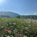Und der Regen tanzt eine Tarantella