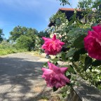 Und alle Wege führen nach ….. / Von Florenz nach Rom / Tag 18 – Tag 22